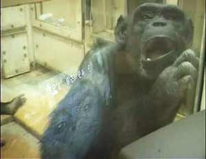 кадр из электронного приложения к работе James R Anderson, 2004 Contagious yawning in chimpanzees, RS Biology letters